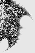 psy-fractal